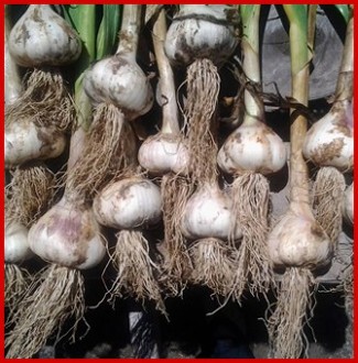 Porcelain Garlic Porcelain Garlic